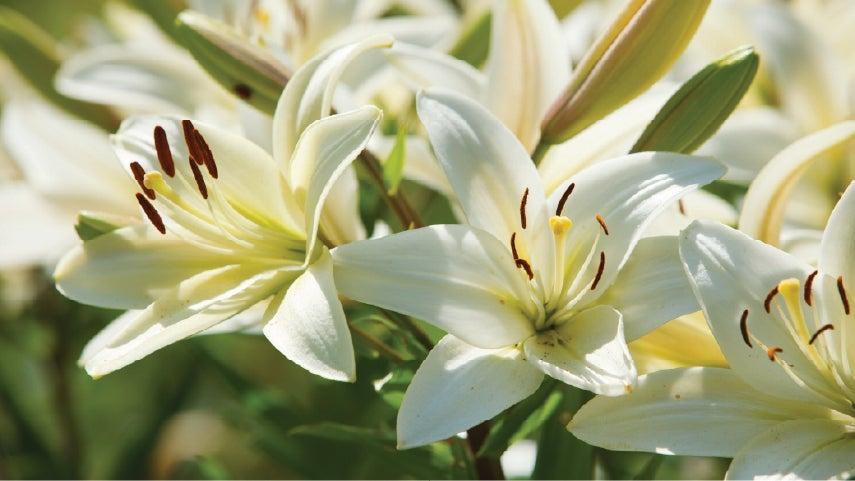 Close up shot of a peace lily.